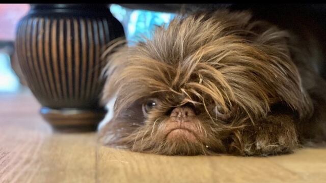 Proshka, el perrito gruñón / Stefani ('griffy.gir' en Instagram)