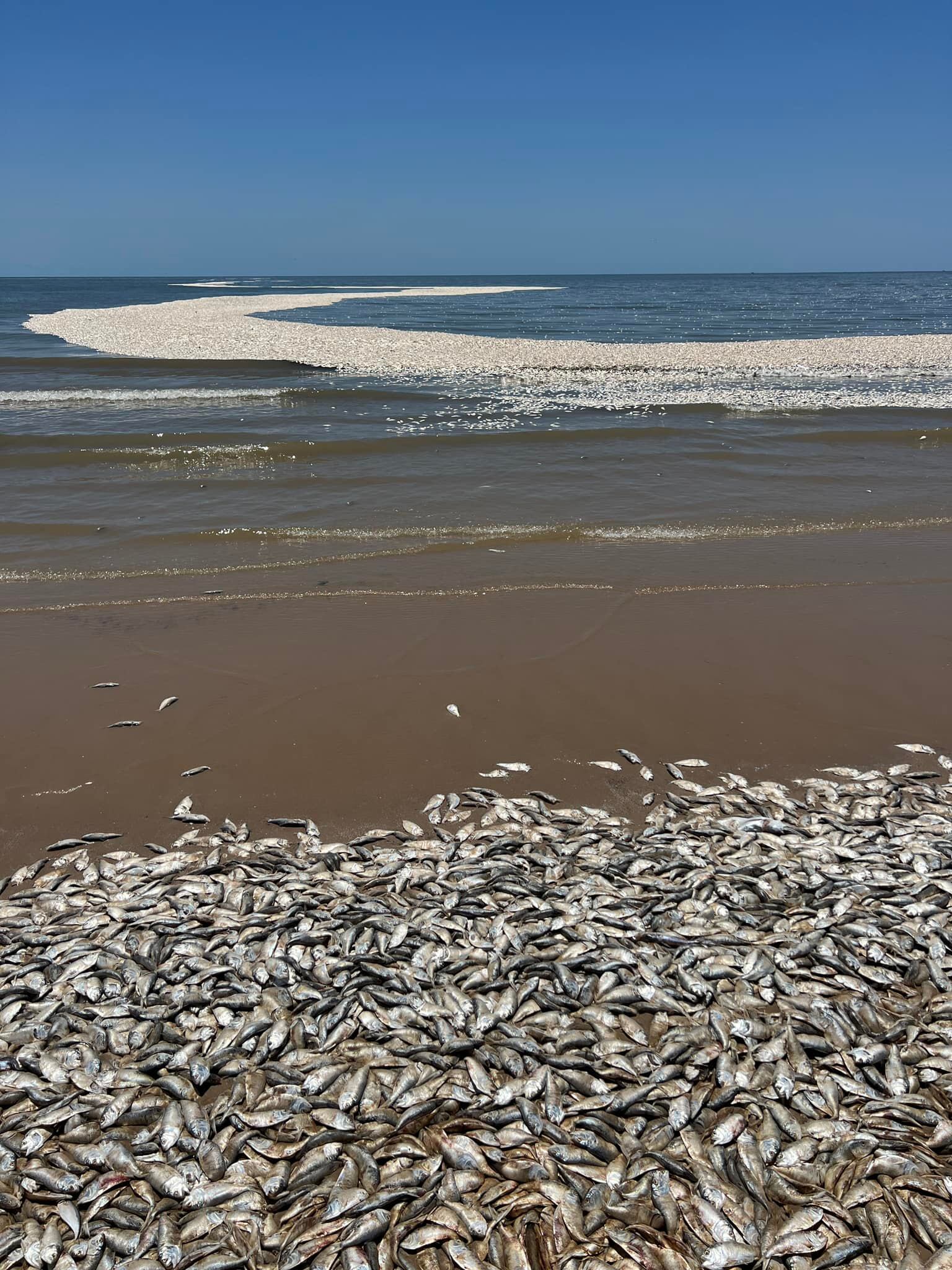 Peces muertos en Texas