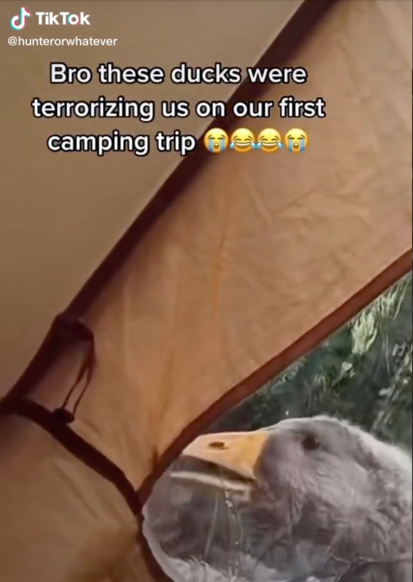 Patos atacan a pareja en TikTok