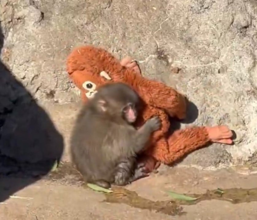 Punch, mono japonés que adoptó un peluche