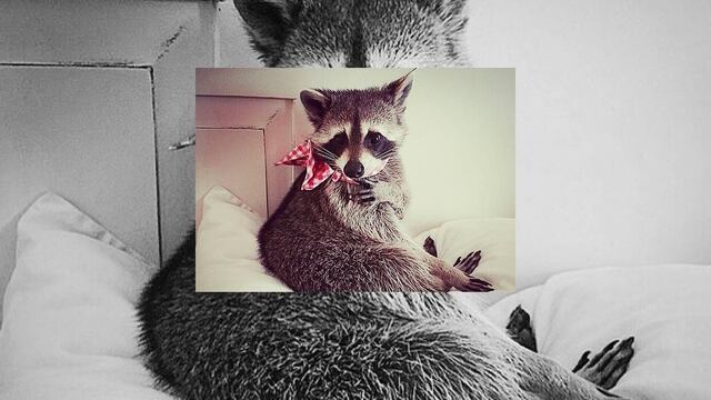 Él es Pumpkin, el mapache más famoso de Instagram