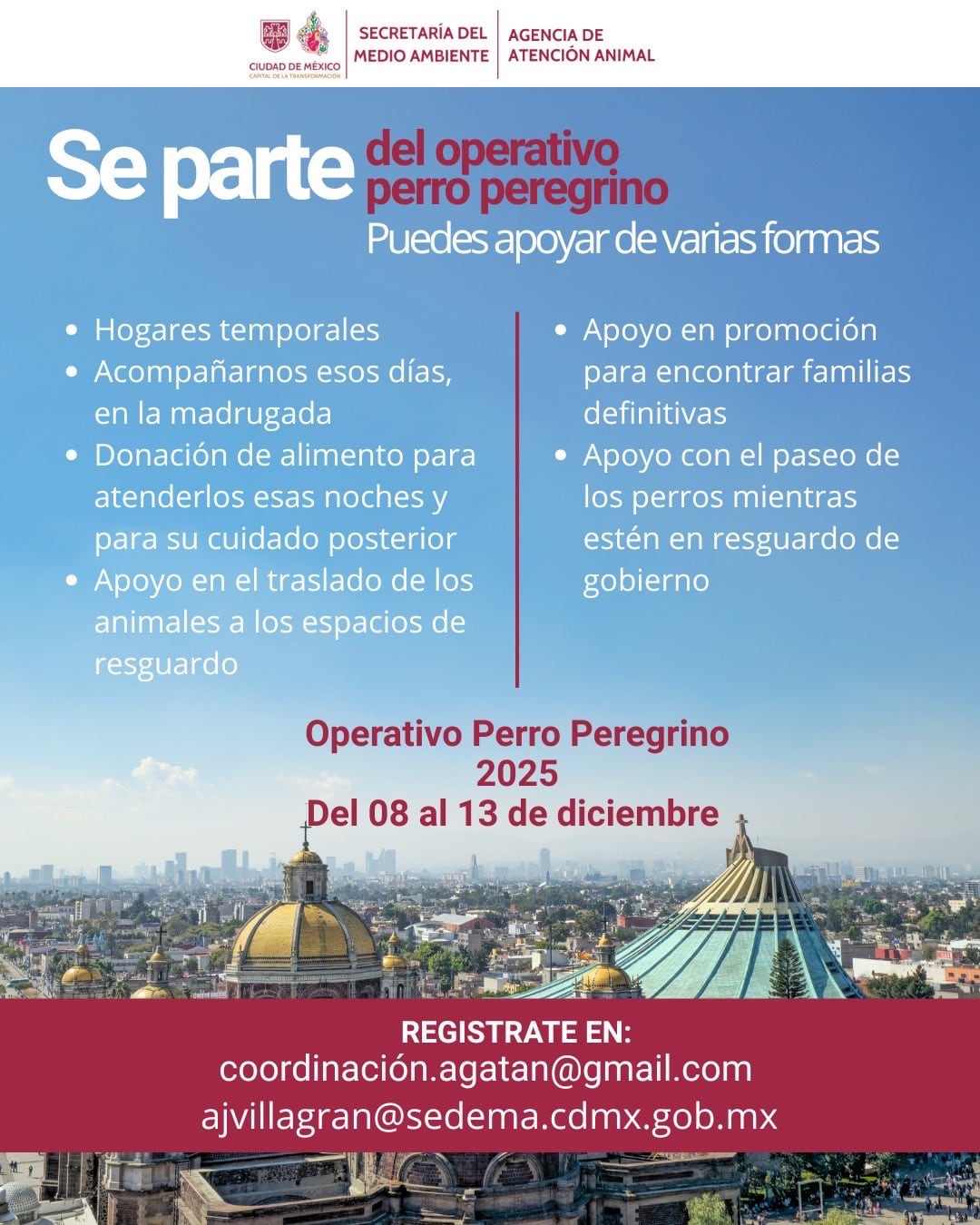 Registro para ser voluntarios en el rescate de perros peregrinos en la Basílica de Guadalupe en CDMX.