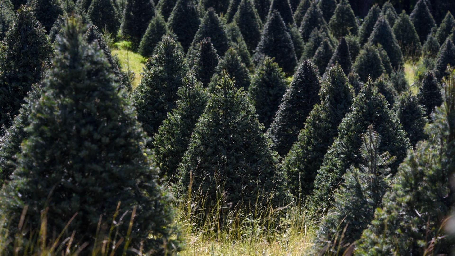 Cómo verificar si tu árbol de Navidad natural está certificado por CONAFOR
