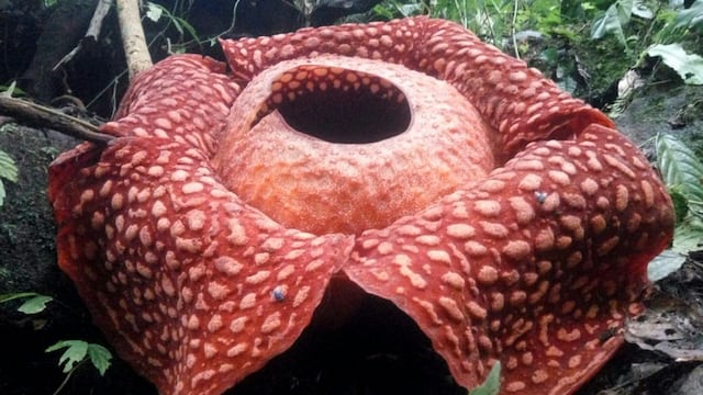 La Rafflesia es la flor más grande del mundo encontrada en el bosque de Indonesia