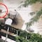 Nueva York inundaciones: León Marino aprovecha el caos y escapa del zoológico (VIDEO)