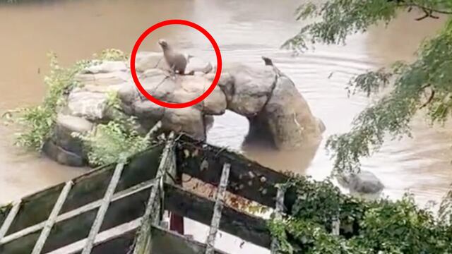 León marino escapa de zoológico en Nueva York