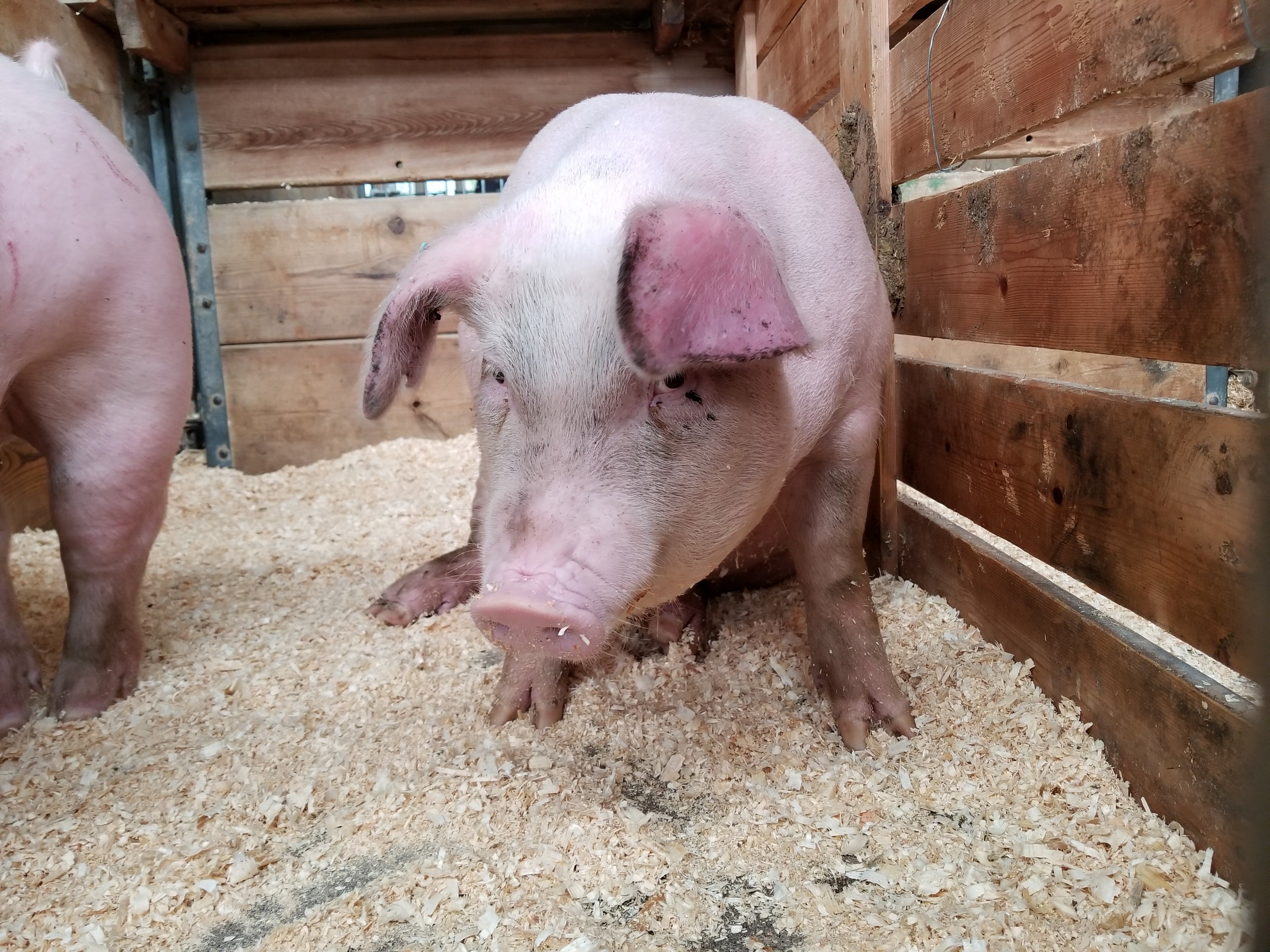 Cerdo