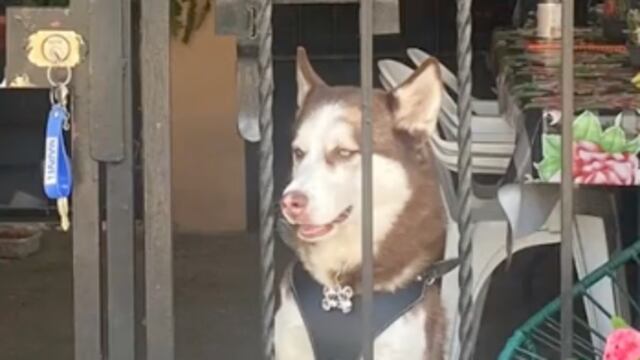 Estafeta entrega paquete a un Husky