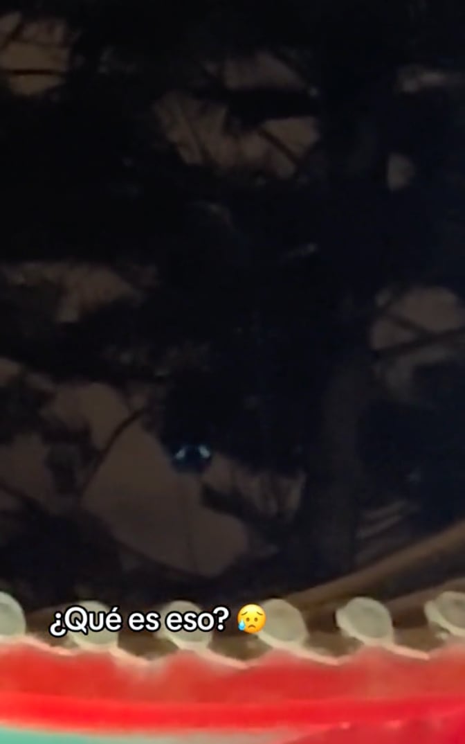 VIDEO: Una cosa de ojos brillantes anda asustando en TikTok porque nadie entiende qué es