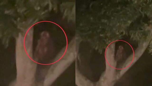 Asegura en TikTok que captó un duende en su Jardín