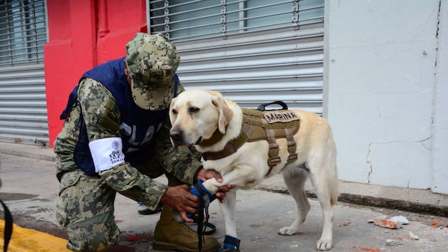 Frida sigue presente: Semar recuerda a la perrita rescatista a 60 años del Plan Marina