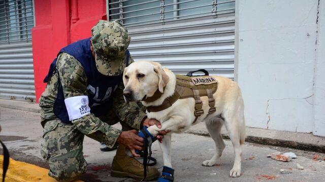 Frida en labores de rescate