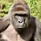 La Casa Blanca revive a Harambe con homenaje a 10 años de su muerte