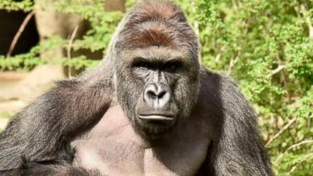 Harambe