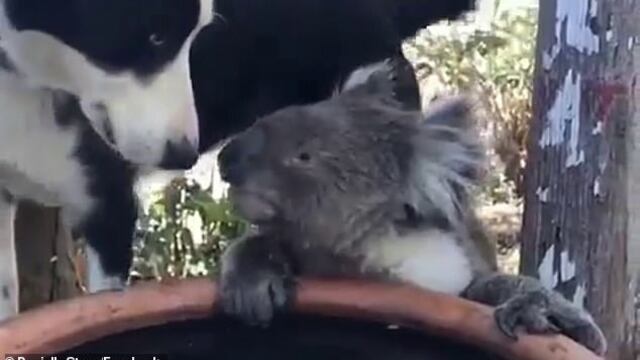 Video enternece a las redes mostrando peculiar amistad entre un perro y un koala sediento