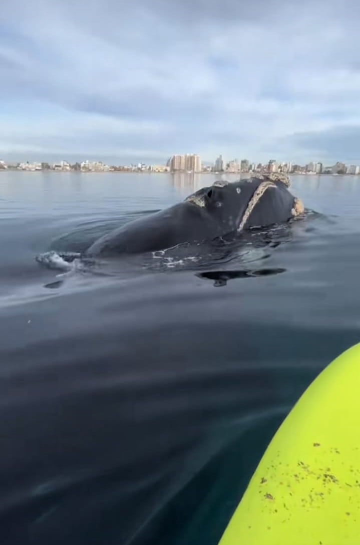Paseo en lancha se volvió de terror por 3 orcas