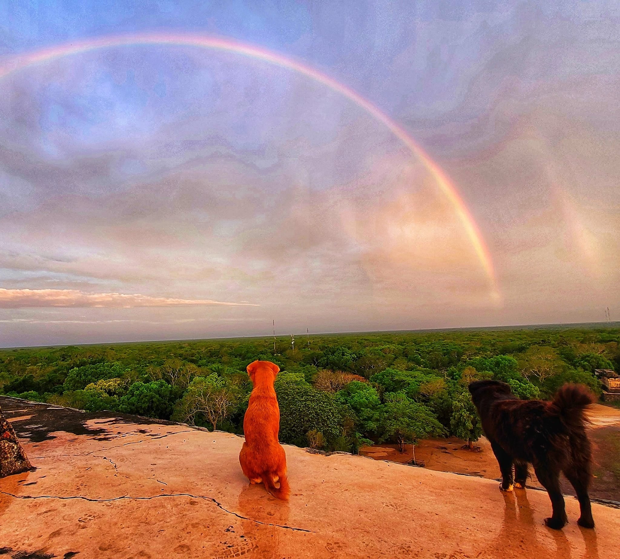 Perritos guardianes de Chichén Itzá