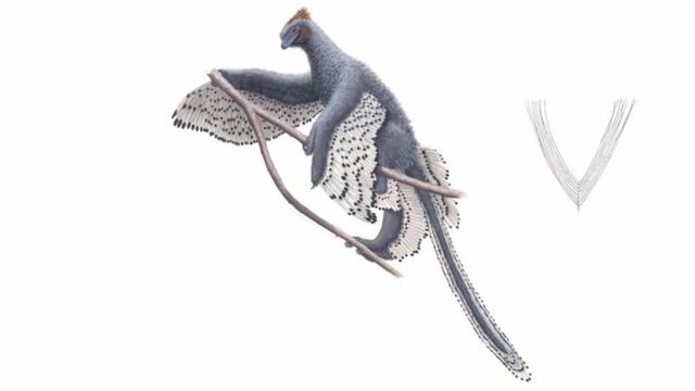 Anchiornis