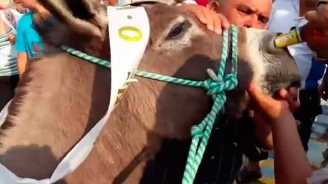 El terrible momento en que un burro es obligado a tomar cerveza por la nariz.