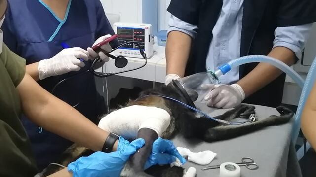 Atención médica a mono araña