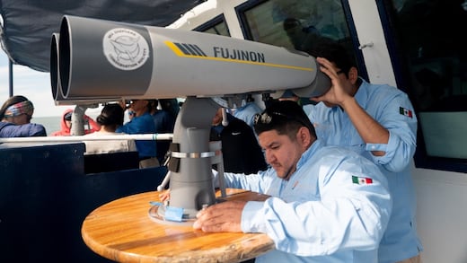 Conanp reporta avistamiento de tres vaquitas marinas; no pudieron fotografiarlas