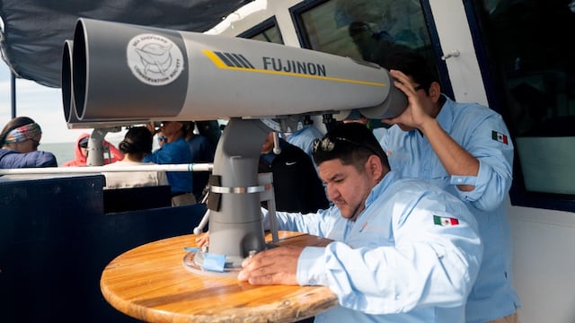 Conanp reporta avistamiento de tres vaquitas marinas; no pudieron fotografiarlas