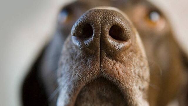 Los perros pueden predecir con anticipación cuando las cosas no van bien con tu salud.