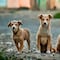 ¿Cuándo es el Día del Perro? Faltan exactamente dos días