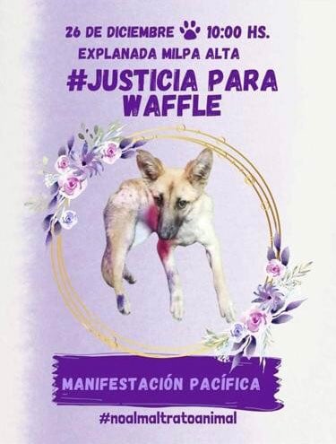 Asesinan a perrita Waffle en Milpa Alta
