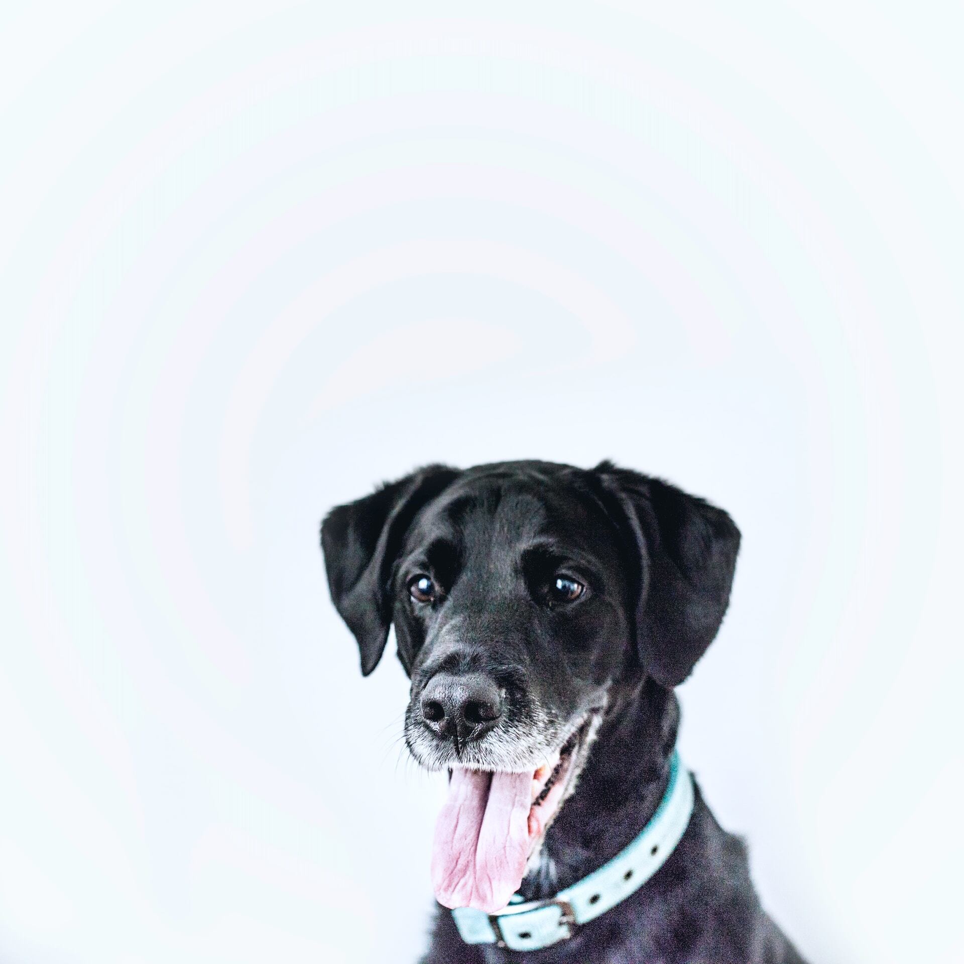 Perro viejo