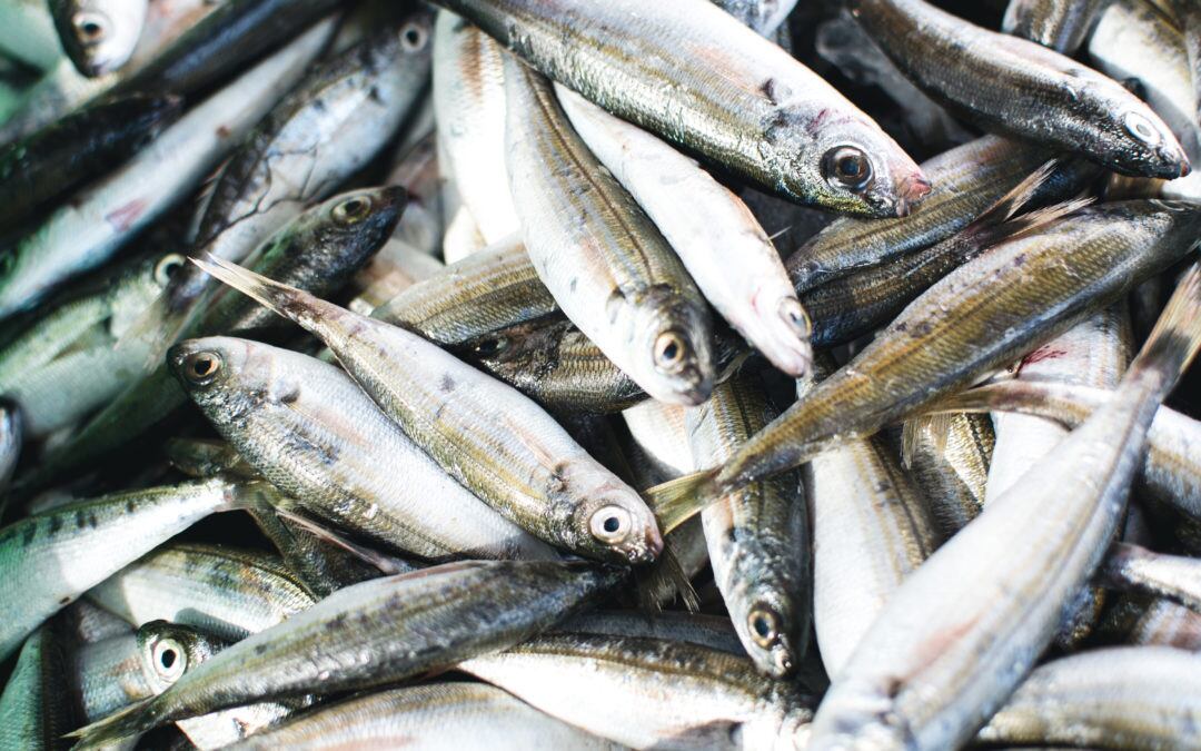 Este es el producto del mar que más se consume en México