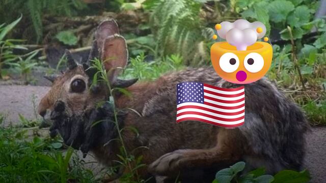 Conejos con tentáculos