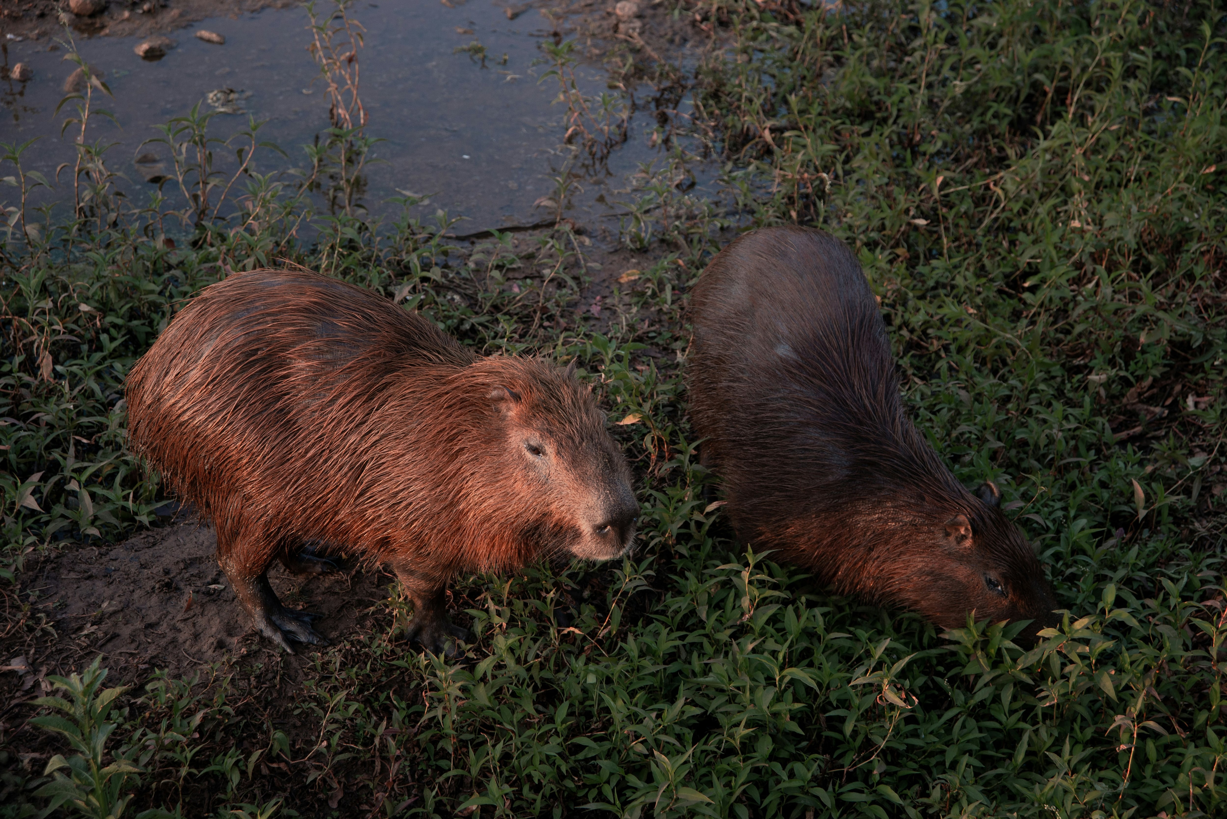 Capibara Fest 2025 en CDMX