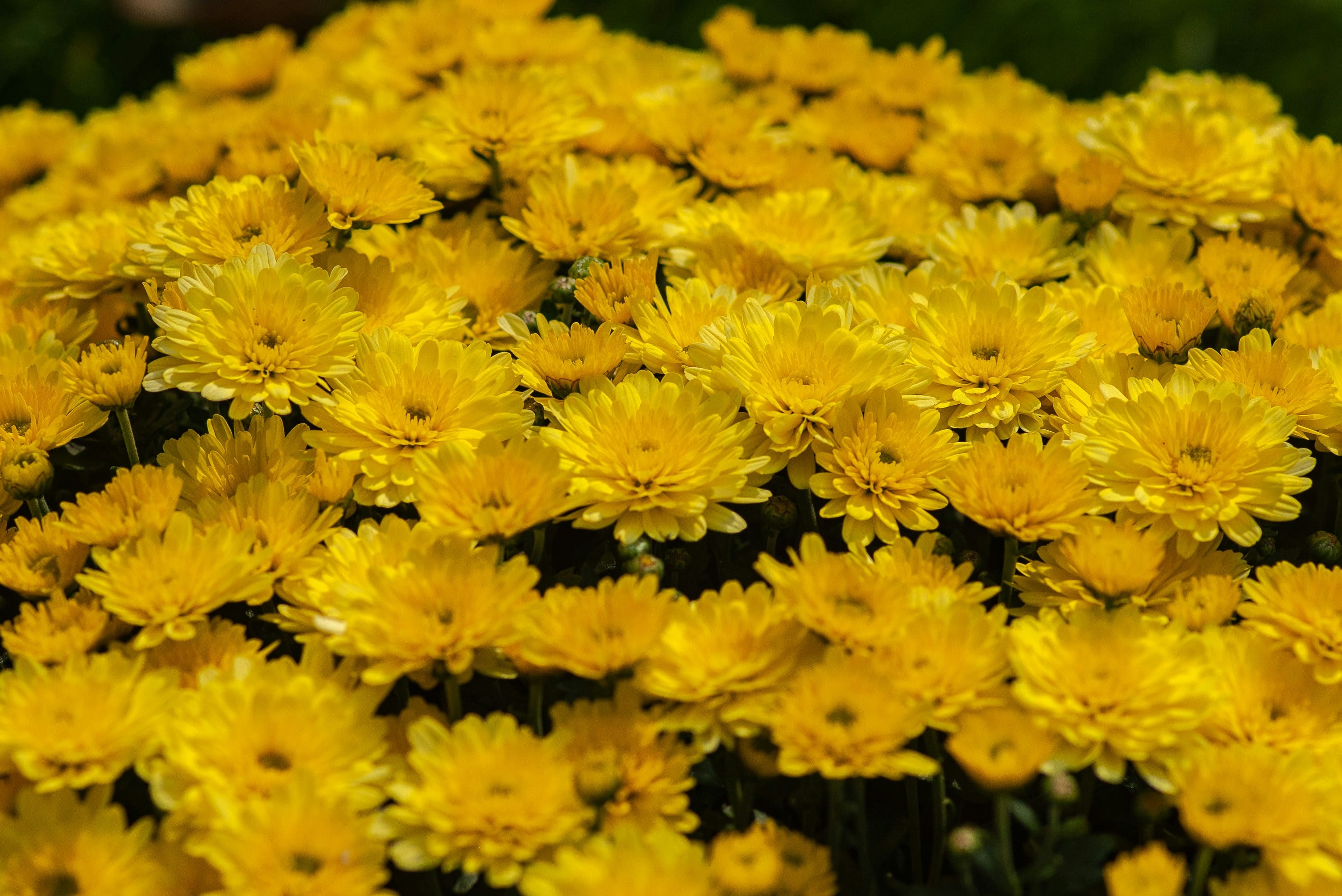Estos son los precios de las flores amarillas este 21 de marzo