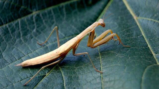 Mantis religiosa
