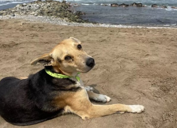 Políticas de perros en el cine