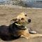 Perro se sienta cada día frente al mar a esperar a su dueño; un pescador muerto