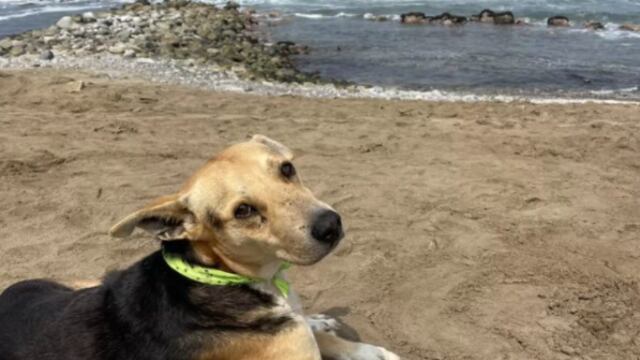 Perrito espera a su dueño frente al mar