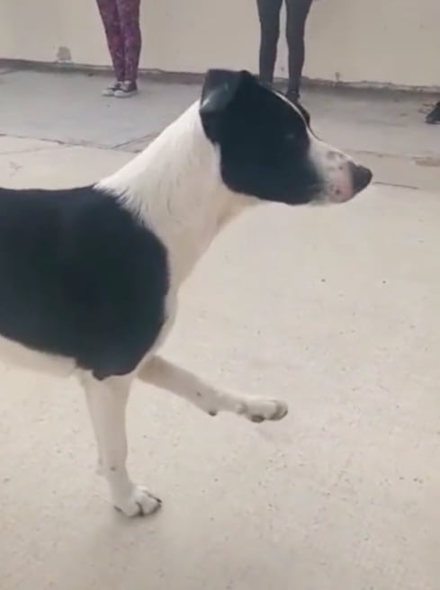 Perrito que hace ejercicio