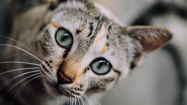 Gato
