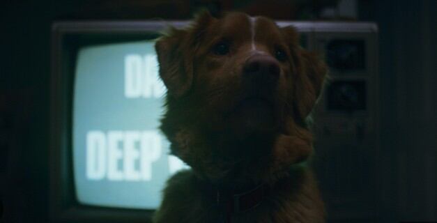 Good Boy