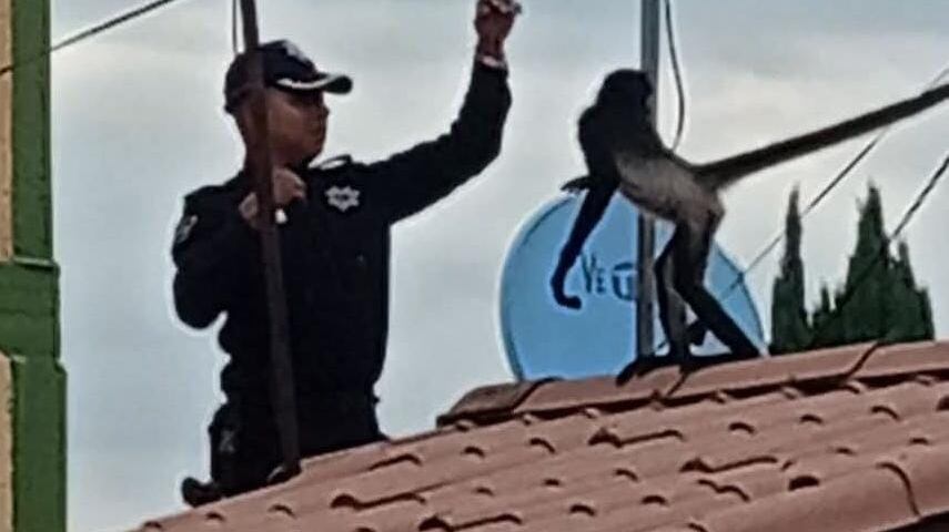 Mono araña, en peligro de extinción, fue visto en Chicoloapan, Estado de México