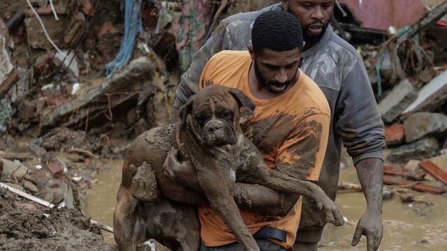 Busca a su familia y encuentra a su perrito