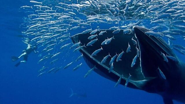 Ballena Jorobada alimentándose