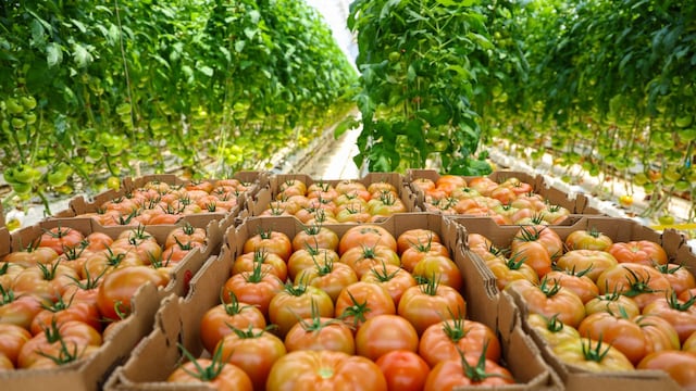 Cosecha y empacado de tomate para exportación en los invernaderos de la empresa “Agroindistria Campo Real”