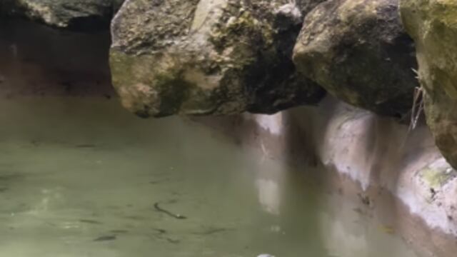 capibara viral de TikTok