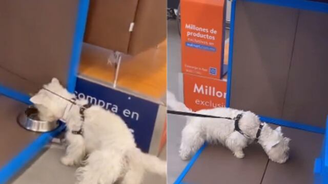 Walmart Pet Friendly