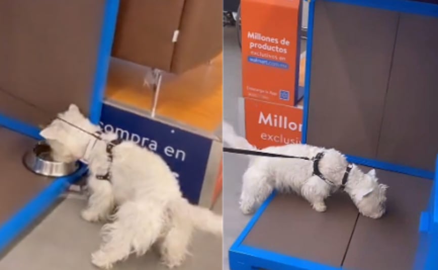 Walmart Pet Friendly