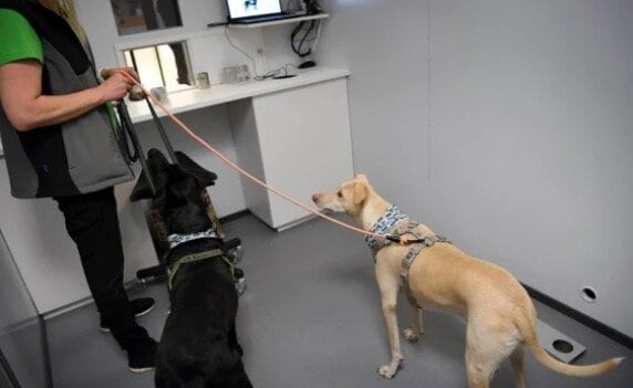 Perros entrenados