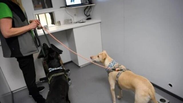 Perros entrenados